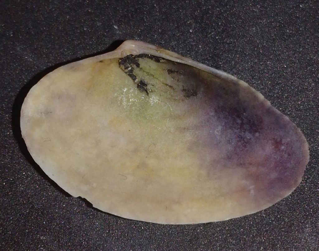 valva da identificare